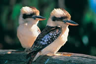 Kookaburra